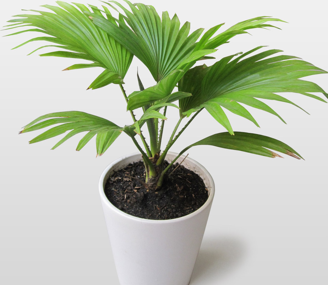 Cây cọ Cảnh