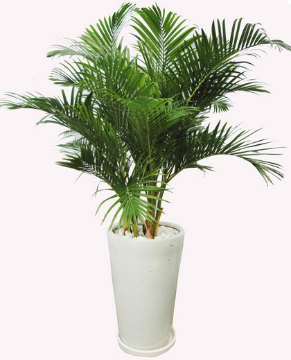 Cây cọ Cảnh