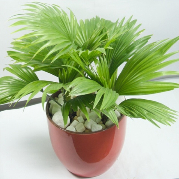 Cây cọ kiểng