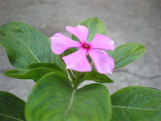 Hoa hải đăng