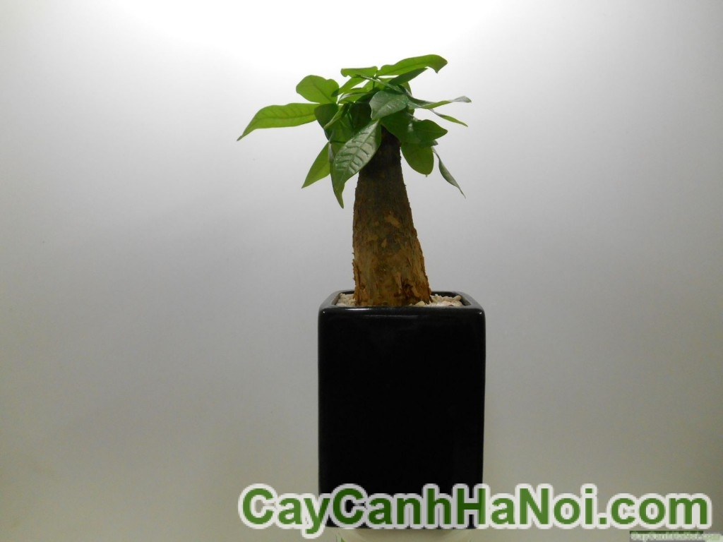 cây kim ngân một thân