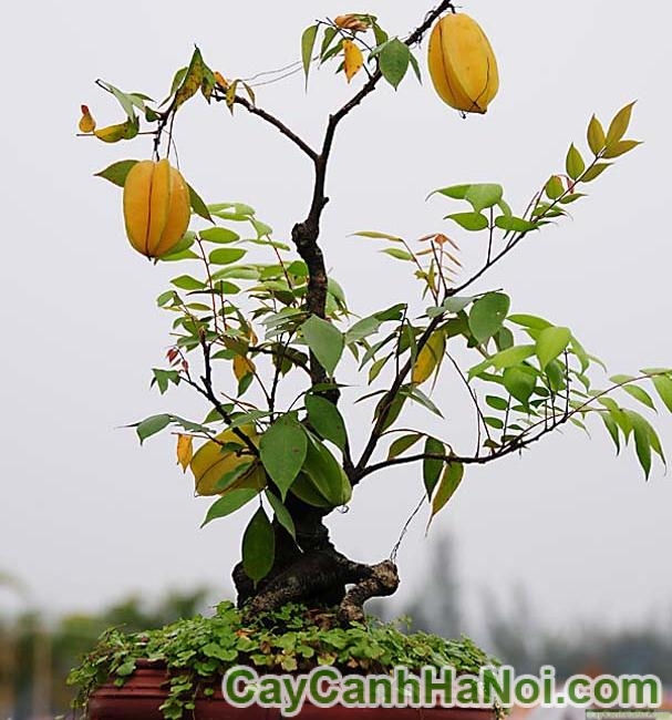 Cây khế bonsai