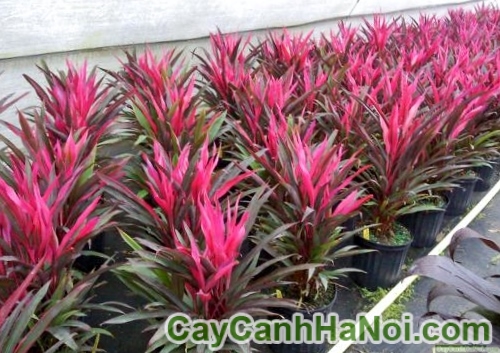 Cây Huyết Dụ