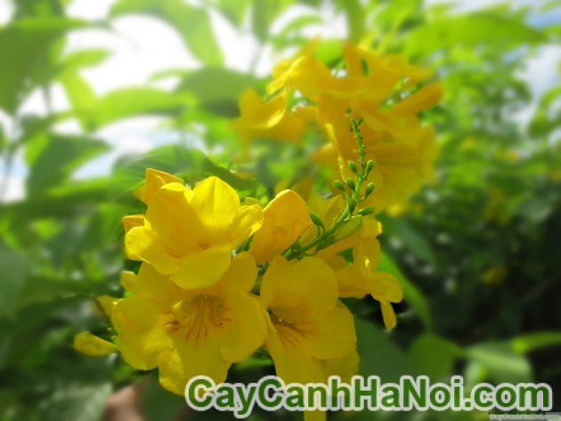 Cây Huỳnh liên