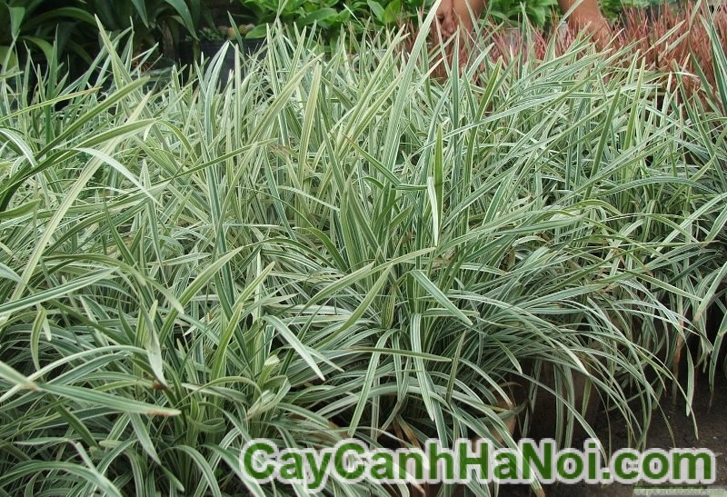 Cây Cao Cẳng Sọc