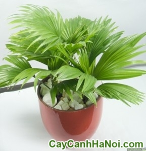 Cây Cọ Ta