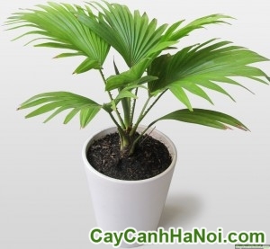 Cây Cọ Ta
