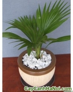 Cây Cọ Ta