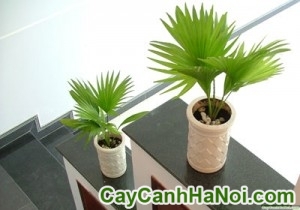 Cây Cọ Ta