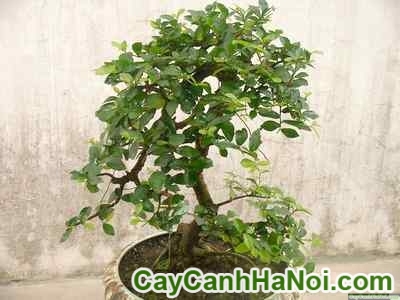 Cây Duối Bonsai