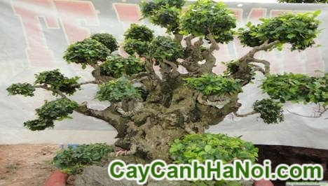 Cây Duối Bonsai
