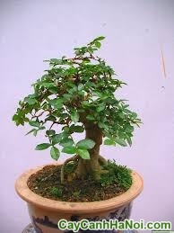 Cây Duối Bonsai