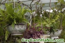 Cây Dương Xỉ Chậu Treo