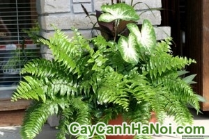 Cây Dương Xỉ Chậu Treo