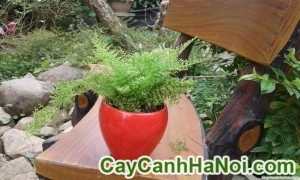 Cây Dương Xỉ Chậu Treo