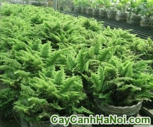 Cây Dương Xỉ