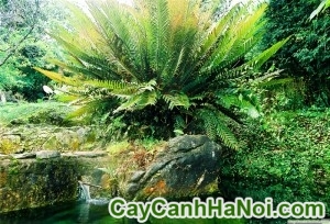 Cây Dương Xỉ