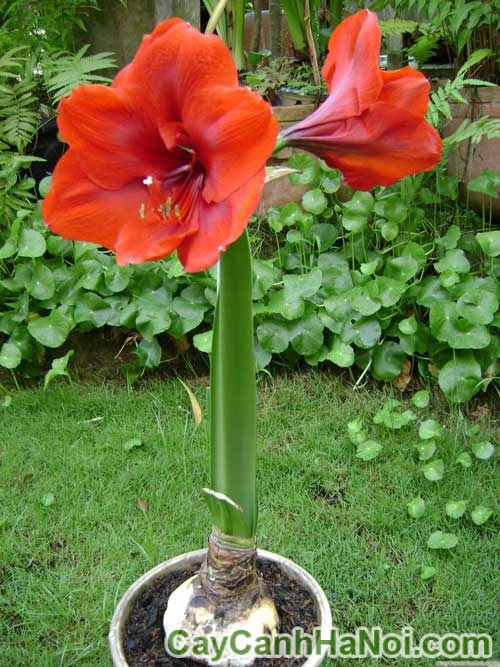 Cây Hoa Lan Huệ