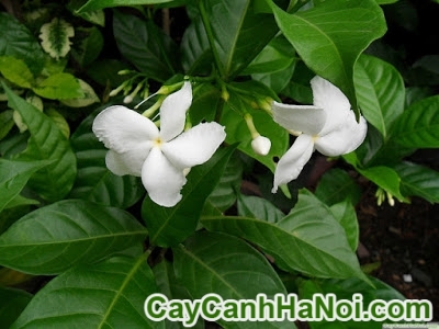 Cây Hoa Lài Trâu
