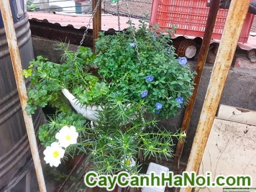 Cây Hoa Mười Giờ Chậu Treo