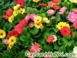 Cây Hoa Đồng Tiền