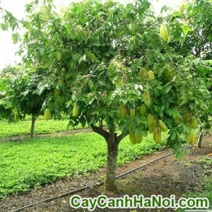 Cây Khế Công Trình