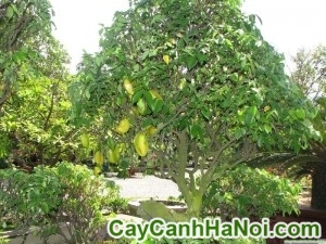 Cây Khế Công Trình