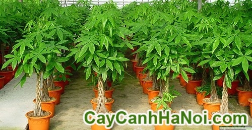 Cây Kim Ngân Dính Thân