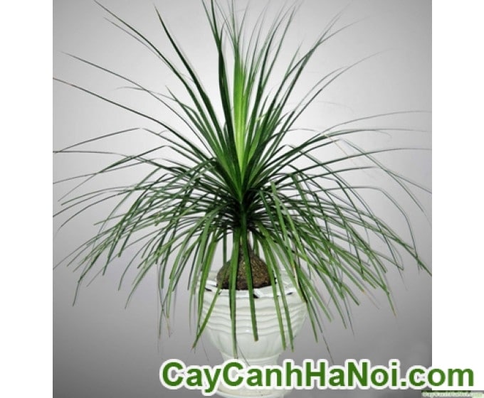Cây Lan bình rượu