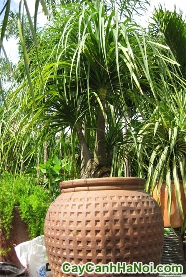 Cây Lan bình rượu