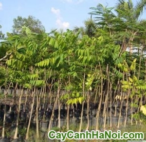 Cây Lát Hoa
