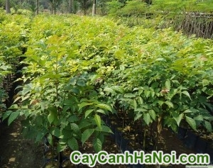 Cây Lát Hoa
