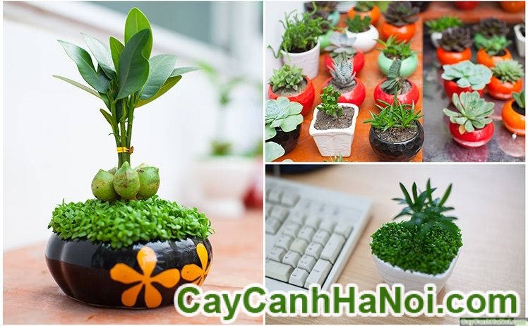Cây Lâm Lộc May Mắn
