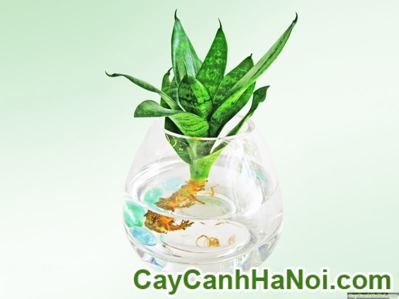 Cây Lưỡi Mèo Trong Nước