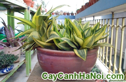 Cây Lưỡi Mèo