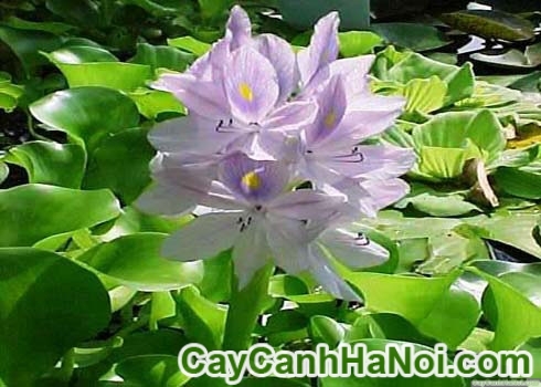 Cây Lục Bình