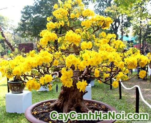 Cây Mai Bonsai Để Bàn