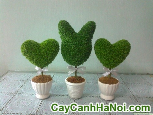 Cây May Mắn Chậu Trái Tim Trang Trí