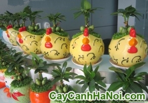 Cây May Mắn Gà Trống