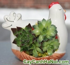 Cây May Mắn Gà Trống