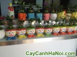 Cây May Mắn Gà Trống