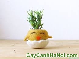 Cây May Mắn Gà Trống
