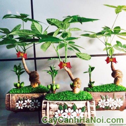Cây May Mắn Kim Ngân Trang Trí Tết