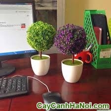 Cây May Mắn Quả Cầu