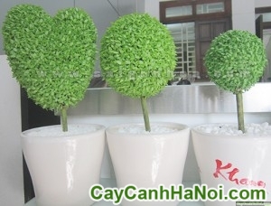 Cây May Mắn Quả Cầu