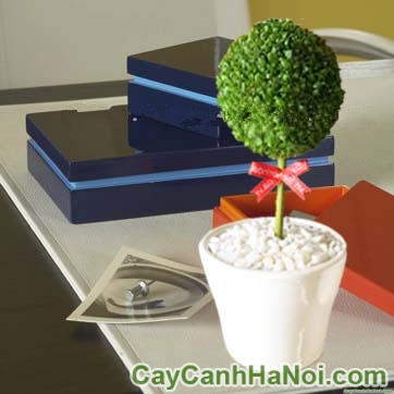 Cây May Mắn Quả Cầu