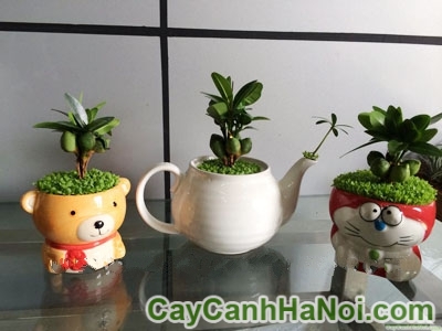 Cây May Mắn Tài Lộc Bình Trà