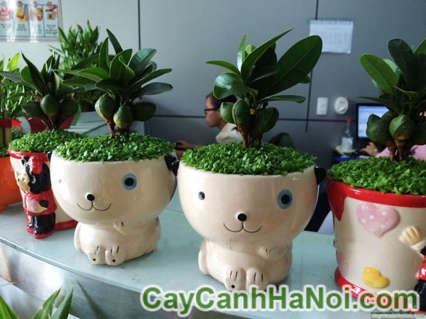 Cây May Mắn Tài Lộc Chậu Con Mèo Trắng
