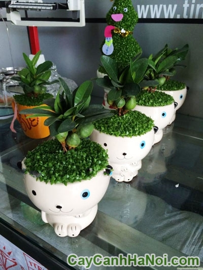 Cây May Mắn Tài Lộc Chậu Con Mèo Trắng