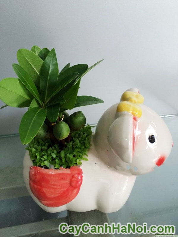Cây May Mắn Tài Lộc Chậu Con Thỏ